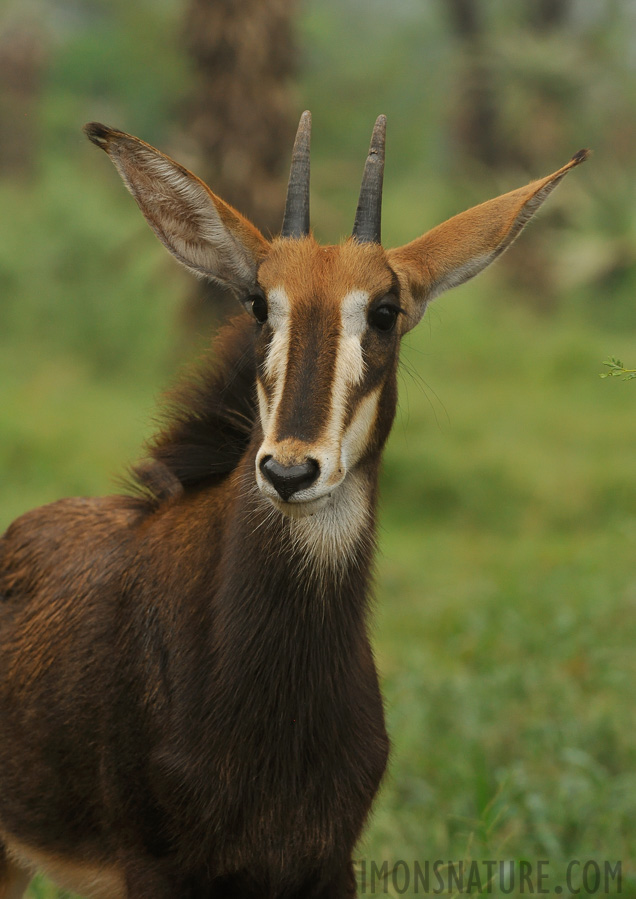 Hippotragus equinus equinus [280 mm, 1/125 Sek. bei f / 8.0, ISO 1600]